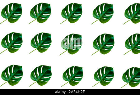 Flat lay style. Tropical green leaves monstera philodendron plant pattern isolated on white background, copy space. Stock Photo