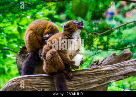 Red bellied lemur making a funny face while eating, Vulnerable animal specie from Madagascar Stock Photo