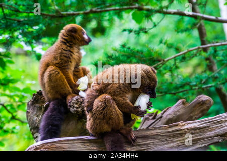 Red bellied lemur chewing on a vegetable, tropical monkeys, Vulnerable animal specie from Madagascar Stock Photo