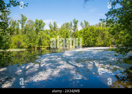 Lake. Finnish Forest, Rascafria, Madrid province, Spain. Stock Photo