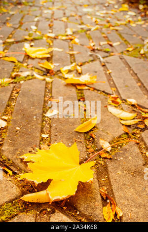 Autumn landscape. Yellow fallen maple leaf close-up on a track in a park. Vertical frame Stock Photo
