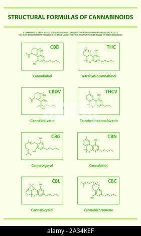 Structural Formulas of Main Natural Cannabinoids vertical infographic illustration about cannabis as herbal medicine, healthcare and medical science. Stock Vector