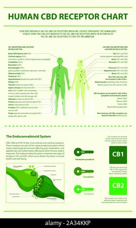 Human CBD Receptor Chart vertical infographic illustration about cannabis as herbal alternative medicine, healthcare and medical science vector. Stock Vector