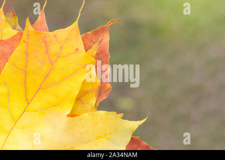 Multi-colored maple leaves close-up. Blurred background, copy space. Stock Photo