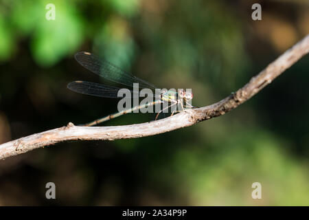 Western Willow Spreadwing (Chalcolests  Viridis) perching on a twig Stock Photo