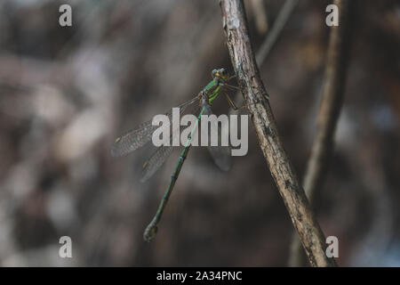 Western Willow Spreadwing (Chalcolests  Viridis) perching on a twig Stock Photo