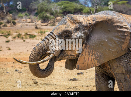 Closeup of african elephant on savannah plains in Tsavo East park, Kenya