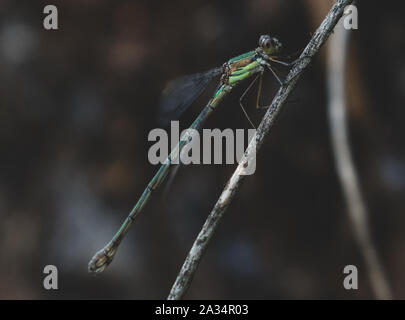 Western Willow Spreadwing (Chalcolests  Viridis) perching on a twig Stock Photo