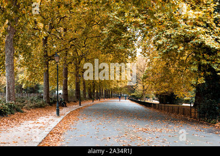 Piles of fallen leaves in one of the alleys of Battersea park in autumn, London Stock Photo