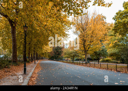 Autumn in Battersea park with colourful yellow trees  along one of the alleys, London Stock Photo