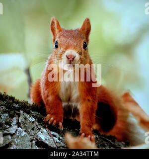 Portrait of a nosy squirrel sitting on a tree trunk Stock Photo