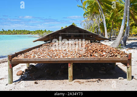 Copra drying in the sun on Anaa Atoll, French Polynesia Stock Photo