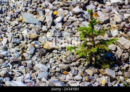 Single lone small pine tree growing throughsmal beach pebbles on a Great Lakes island, Michigan, USA. Stock Photo