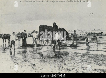 Vintage French postcard entitled Environs de Granville: La coupe du varech à Saint Martin de Brehal or Around Granville: The kelp cut at Saint Martin de Brehal showing rural people cutting kelp seaweed on the beach circa late 1800s early 1900s Stock Photo