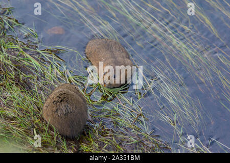 European Water Vole (Arvicola amphibious) swimming in a stream in the Pennines in Northern England UK. Stock Photo