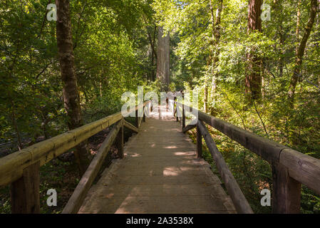 Big Basin Redwoods State Park.  Santa Cruz county, California, USA. Stock Photo