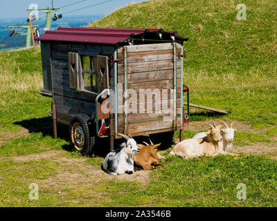Goats are resting on the grass. Stock Photo