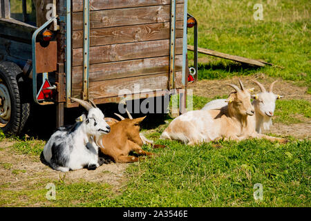 Goats are resting on the grass. Stock Photo