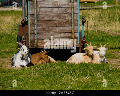 Goats are resting on the grass. Stock Photo