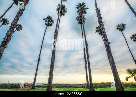 Palm trees along East Beach. Santa Barbara, California, USA. Stock Photo
