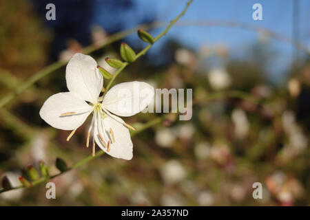 Tiny white flower of gaura lindheimeri or whirling butterflies in the sun with morning dew oenothera lindheimeri, Lindheimer's beeblossom close up Stock Photo