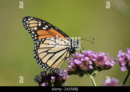 Closeup of Monarch Butterfly ( Danaus plexippus) taking nectar from purple Brazilian Verbena flowers, Quebec,Canada Stock Photo