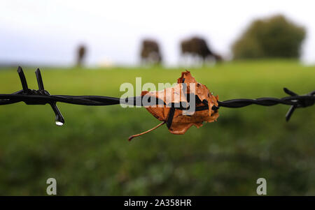 05 October 2019, Bavaria, Aitrang: An autumn leaf hangs in the rain on a barbed wire fence in front of grazing cows. Photo: Karl-Josef Hildenbrand/dpa Stock Photo