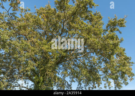 Leaf canopy of acorn laden Oak / Quercus tree set against autumnal blue sky in an English country lane, actually a Cornwall lane. Stock Photo