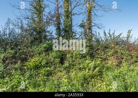 Ivy covered dead tree trunks in Cornish hedgerow set against blue autumnal sky. Climbing plants concept, choking metaphor, smothered. Stock Photo