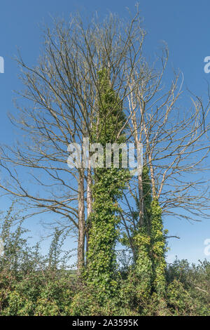 Two ivy covered dead tree trunks set against blue autumnal sky. Climbing plants concept, choking metaphor, smothered, creeping ivy. Stock Photo