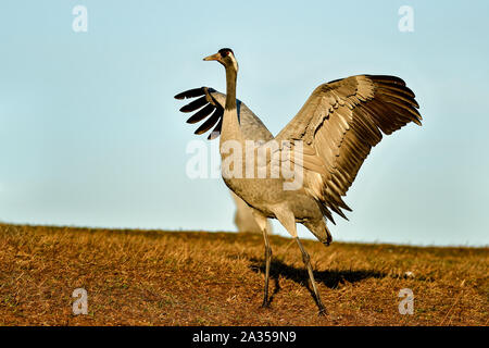 Crane is practising in the morning dancing skills for the daily activities. Stock Photo
