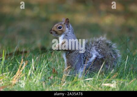 An eastern gray squirrel Sciurus carolinensis foraging for food outside in grass on a Fall morning