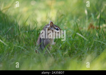 A little eastern chipmunk out looking for food in the grass in Fall Stock Photo