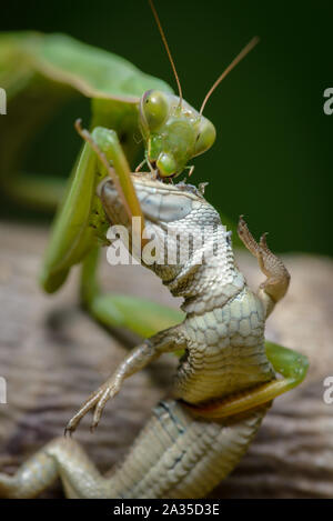 Praying mantis eating lizard - Mantis religiosa Stock Photo