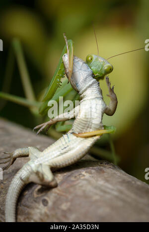 Praying mantis eating lizard - Mantis religiosa Stock Photo