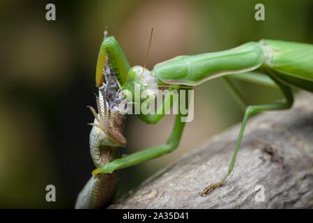 Praying mantis eating lizard - Mantis religiosa Stock Photo