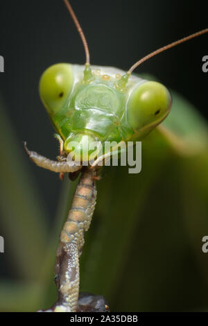 Praying mantis eating lizard - Mantis religiosa Stock Photo