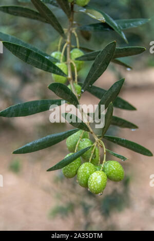 Close-Up Of Green Olives Growing On Tree Stock Photo