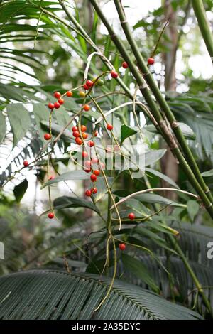 Chamaedorea microspadix - hardy bamboo palm. Stock Photo