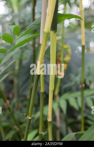 Chamaedorea microspadix - hardy bamboo palm. Stock Photo