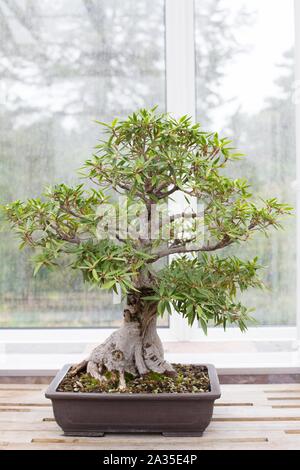 Ficus Salicaria 'Narrow Leaf Fig' bonsai at Como Conservatory in St. Paul, Minnesota, USA. Stock Photo