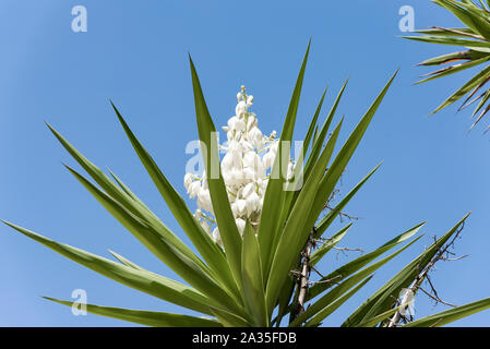 Yucca plant .white exotic flowers with long green leaves on blue sky background Stock Photo
