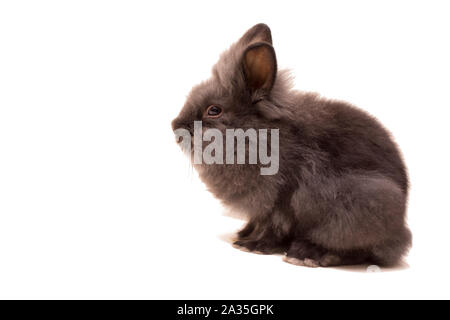 Black little rabbit isolated on white Stock Photo