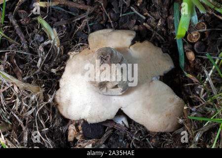 Geastrum fimbriatum (sessile earthstar) was here found at the base of a yew tree in a churchyard in North Wales. Stock Photo