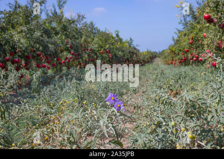 Silverleaf nightshade flowers and fruits between Rows of pomegranate trees with ripe fruits on the branches. Stock Photo