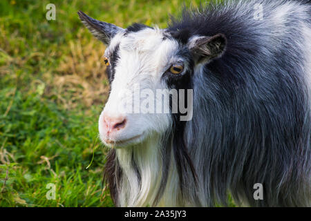 19 September 2019 One of the Pygmy Goats kept in a purpose built enclosure at the Brambridge Garden Centre in Eastleih Hampshire England Stock Photo