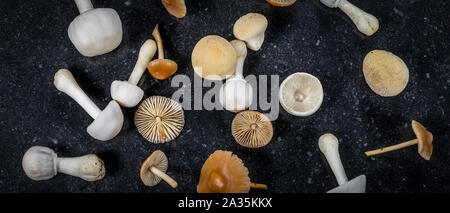 Wide image of different kind of white and brown small mushrooms, fresh fungi from the garden. Spread out on dark background. Top view. Autumn theme. Stock Photo