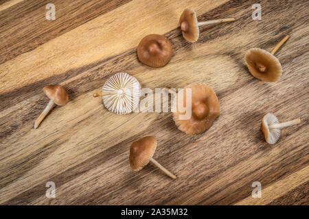 Tiny brown edible fungus on wooden cutting board, small fresh mushrooms from the garden. Marasmius oreades. Stock Photo