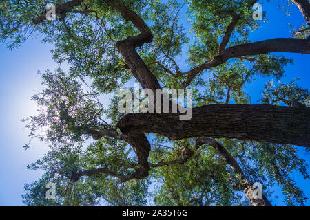 Strong dark silhouette of a tree trunk under the blue sky. Stock Photo
