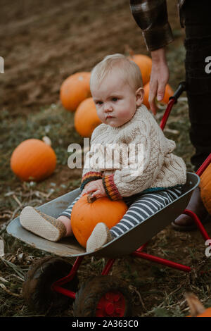 Dad pushing 9 baby boy in a mini wheelbarrow at pumpkin picking Stock Photo